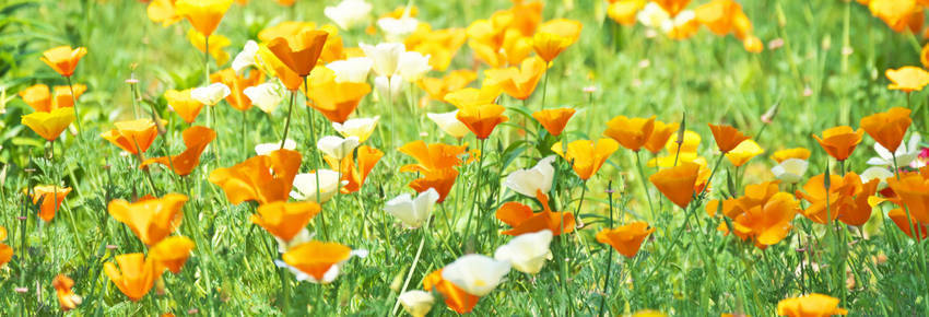 Californian poppy